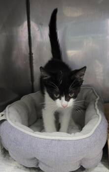 Leo -  Domestic Short Hair and American Shorthair Cat for Adoption in Bedford, Indiana - Leo | PetCurious