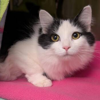 Noelle -  Domestic Medium Hair Cat for Adoption in Pittsburgh, Pennsylvania - Noelle | PetCurious