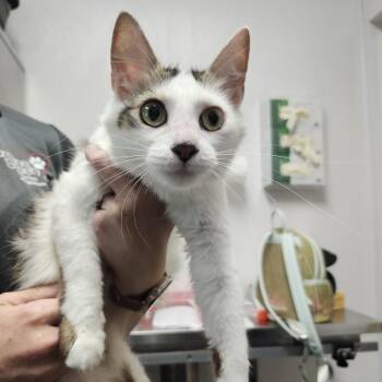 Spots -  Domestic Medium Hair Cat for Adoption in Clearwater, Florida - Spots | PetCurious