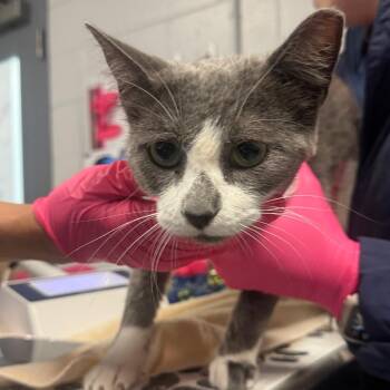 Beignet -  Domestic Short Hair Cat for Adoption in Greenville, South Carolina - Beignet | PetCurious