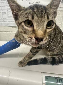 Rescue Domestic Short Hair Cats for Adoption in Chula Vista, California - NINO | PetCurious