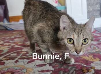 Bunnie -  Tabby and Domestic Short Hair Cat for Adoption in Shrewsbury, Massachusetts - Bunnie | PetCurious