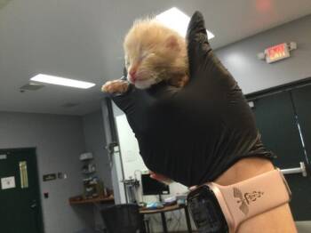 Domestic Short Hair Cats Available for Adoption in Thousand Palms, California - A1911178 | PetCurious