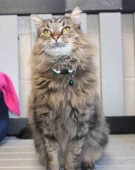 Rescue Domestic Medium Hair and Tabby Cats for Adoption in Prattville, Alabama - Mit Mit - 42517 | PetCurious