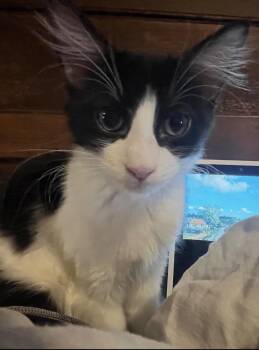 MooMoo -  Domestic Long Hair Cat for Adoption in Rochester Hills, Michigan - MooMoo | PetCurious