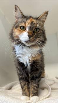 CONFETTI -  Domestic Medium Hair Cat for Adoption in Delson, Quebec - CONFETTI | PetCurious
