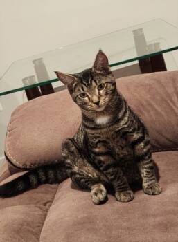 Rescue Domestic Short Hair Cats for Adoption in Hagerstown, Maryland - COCONUT CREME | PetCurious