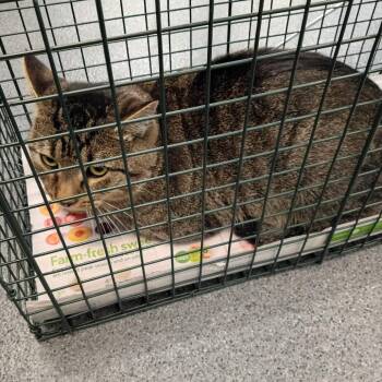 Paco -  Domestic Short Hair Cat for Adoption in Montgomery, Alabama - Paco | PetCurious