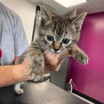 Gracie -  Domestic Short Hair Cat for Adoption in Ponca City, Oklahoma - Gracie | PetCurious