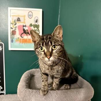 Winnie -  Domestic Short Hair Cat for Adoption in Granville, Ohio - Winnie | PetCurious