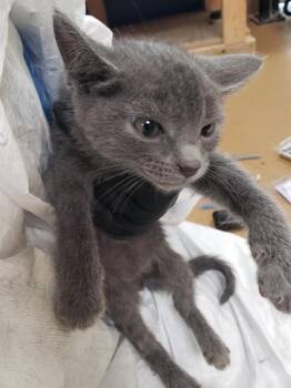 WOOLI -  Domestic Medium Hair and Domestic Short Hair Cat for Adoption in Omaha, Nebraska - WOOLI | PetCurious