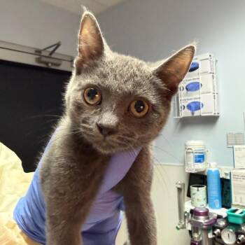 Emerie -  Domestic Short Hair Cat for Adoption in Salt Lake City, Utah - Emerie | PetCurious