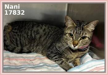 Domestic Short Hair and Tabby Cats Available for Adoption - NANI | PetCurious