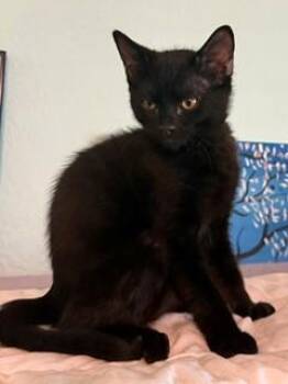 DO SI DOS -  Domestic Short Hair Cat Available for Adoption in Ocala, Florida - DO SI DOS | PetCurious