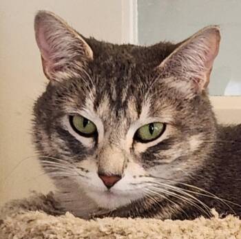 Domestic Short Hair and Tabby Cats Available for Adoption in Anacortes, Washington - Stella | PetCurious