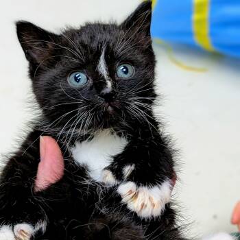 Latte -  Domestic Short Hair Cat for Adoption in Wakefield, Quebec - Latte | PetCurious