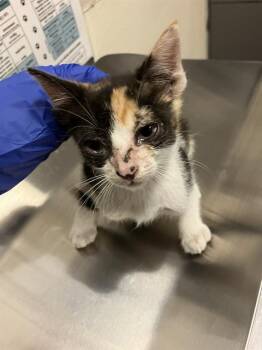 LIZZY -  Domestic Short Hair Cat for Adoption in Long Beach, California - LIZZY | PetCurious