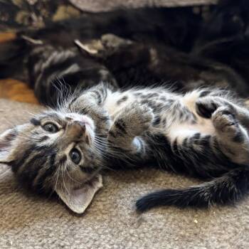 Paul McCartney -  Domestic Short Hair Cat for Adoption in Goleta, California - Paul McCartney | PetCurious