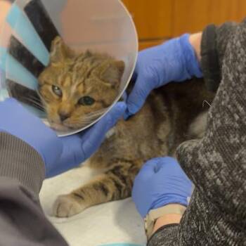 Domestic Short Hair Cats Available for Adoption - Seahawk | PetCurious