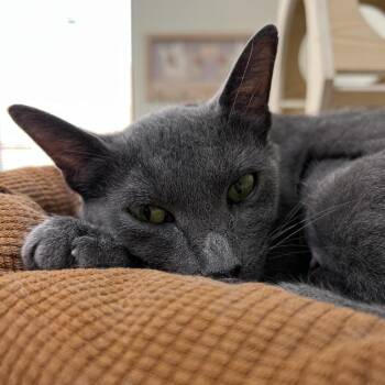 Rescue Domestic Short Hair Cats for Adoption in Las Vegas, Nevada - Serenity | PetCurious