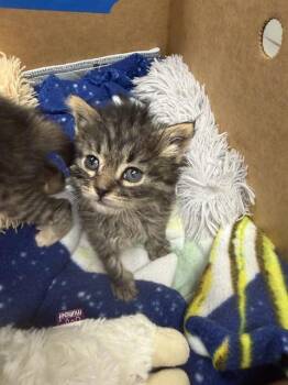 Domestic Short Hair Cats Available for Adoption in Ontario, California - IN FOSTER - KRISTOFF | PetCurious