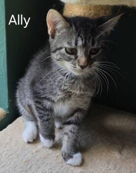 Ally -  Domestic Short Hair Cat for Adoption in Oviedo, Florida - Ally | PetCurious