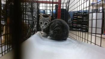 MIDNIGHT -  Domestic Short Hair Cat for Adoption in Doral, Florida - MIDNIGHT | PetCurious
