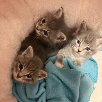 Apollo -  Domestic Short Hair Cat Available for Adoption in Elfin Forest, California - Apollo | PetCurious