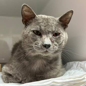Church -  Domestic Short Hair Cat for Adoption in Branson, Missouri - Church | PetCurious