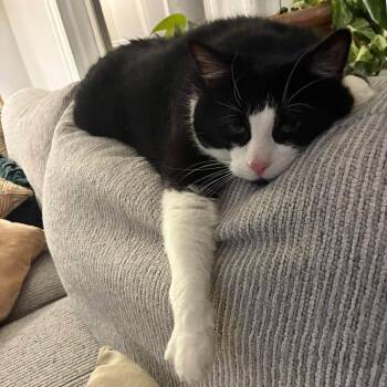Bowling Ball -  Domestic Short Hair Cat for Adoption in Chicago, Illinois - Bowling Ball | PetCurious