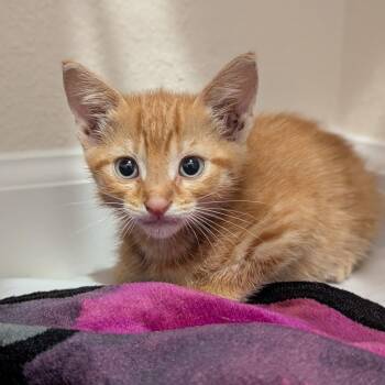 Domestic Short Hair Cats Available for Adoption in Jacksonville, Florida - Toby | PetCurious