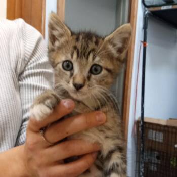 Joaquin -  Domestic Short Hair Cat for Adoption in Coos Bay, Oregon - Joaquin | PetCurious