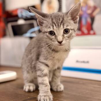 American Shorthair Cats Available for Adoption in Freeport, Florida - Maui | PetCurious