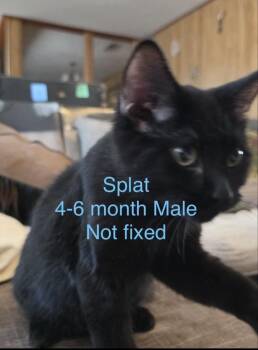 Splat -  Domestic Short Hair Cat for Adoption in Lafayette, Colorado - Splat | PetCurious