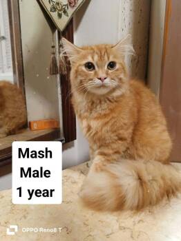 Mash Potato -  Maine Coon Cat for Adoption in Brampton, Ontario - Mash Potato | PetCurious