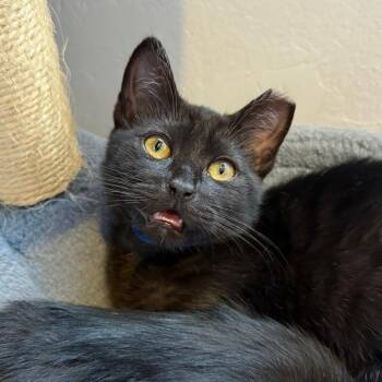 Morella -  Domestic Short Hair Cat for Adoption in Los Angeles, California - Morella | PetCurious