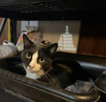 Domino -  Domestic Short Hair Cat for Adoption in Skaneateles, New York - Domino | PetCurious