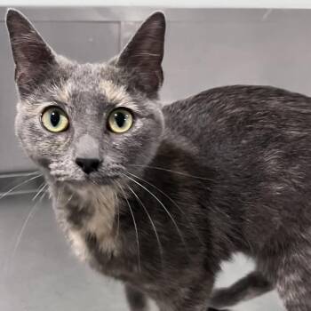 Domestic Short Hair Cats Available for Adoption in Washburn, Missouri - Waverly | PetCurious