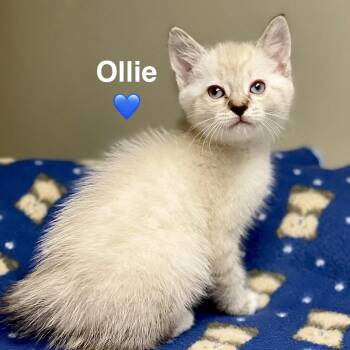 Ollie -  Siamese and Domestic Medium Hair Cat for Adoption in Peachtree City, Georgia - Ollie | PetCurious