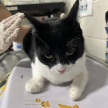 Rescue Domestic Short Hair Cats for Adoption in Pensacola, Florida - COLBY CHEESE | PetCurious