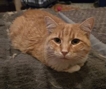 Rescue Domestic Short Hair Cats for Adoption in Springfield, Illinois - Cornelia | PetCurious