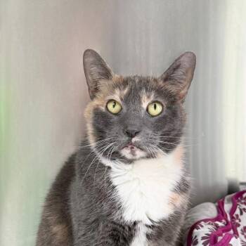 Domestic Short Hair Cats Available for Adoption - Josie | PetCurious