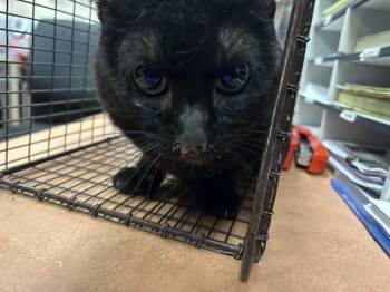ARTHUR FOWLER -  Domestic Short Hair Cat for Adoption in Sacramento, California - ARTHUR FOWLER | PetCurious