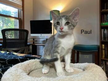 Domestic Short Hair Cats Available for Adoption in Crystal Lake, Illinois - Paul | PetCurious
