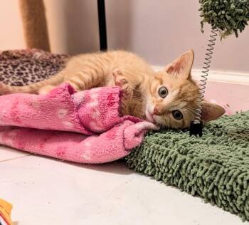Jack Osbourne -  Domestic Short Hair Cat for Adoption in Lake Wylie, South Carolina - Jack Osbourne | PetCurious
