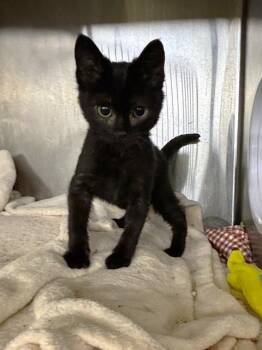 BINX -  Domestic Short Hair Cat for Adoption in Fremont, California - BINX | PetCurious