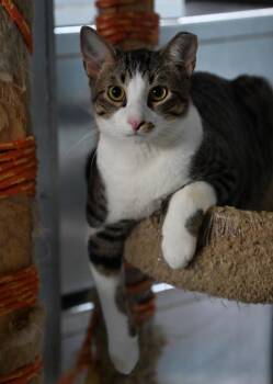 Stripey -  Domestic Short Hair Cat for Adoption in Saint James City, Florida - Stripey | PetCurious