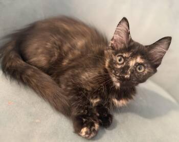 Latte -  Domestic Medium Hair and Tortoiseshell Cat for Adoption in Fresno, California - Latte | PetCurious