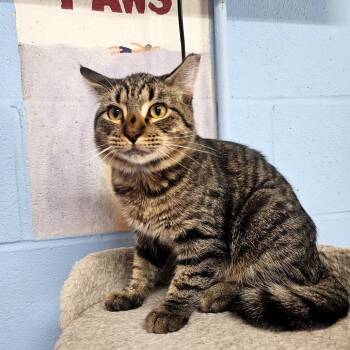 Rescue Domestic Short Hair Cats for Adoption in Laredo, Texas - Dak | PetCurious