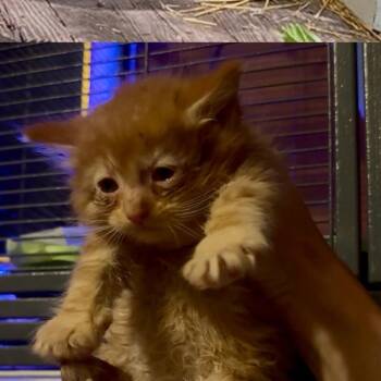 George 2282 -  Domestic Medium Hair Cat for Adoption in Kansas City, Missouri - George 2282 | PetCurious